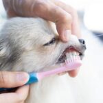 Comment brosser les dents de son chien