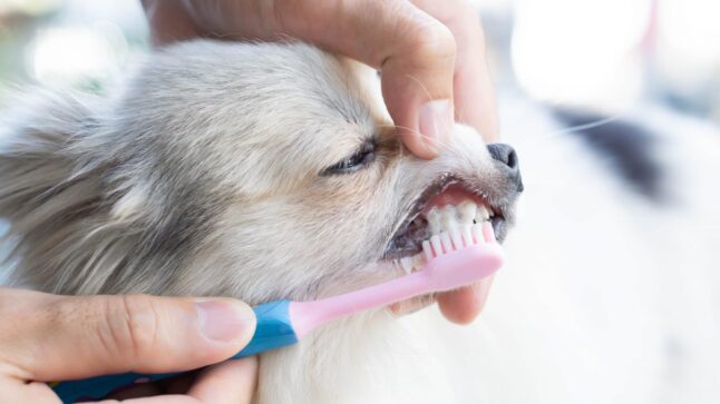 Comment brosser les dents de son chien