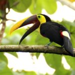 Quels animaux se trouvent au Costa Rica