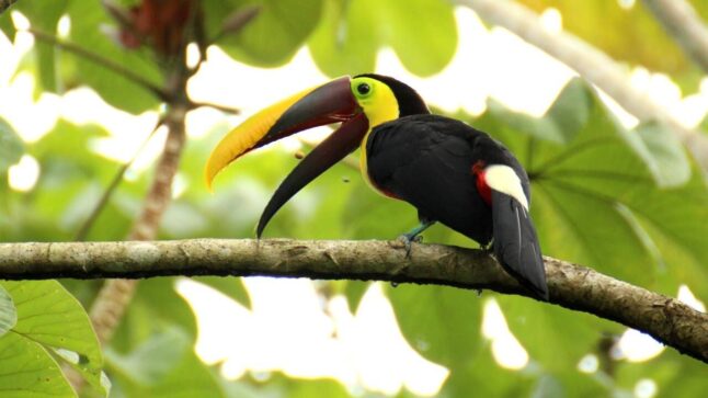 Quels animaux se trouvent au Costa Rica
