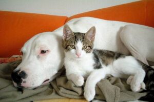 chien chat